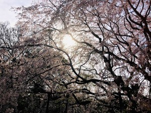 ツキヤマフジミ