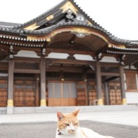 瑜伽大殿（本堂）の前でたたずむふーちゃん