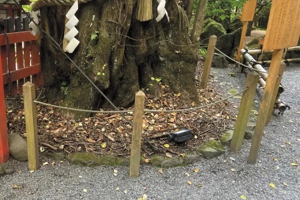 枝の張りが弱く、水が浸み込みにくく、土の中が乾燥して空気が停滞している状態だった、以前の御神木のカツラ。（提供：貴船神社）
