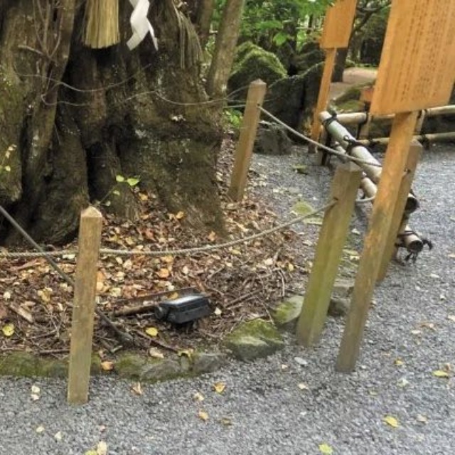 枝の張りが弱く、水が浸み込みにくく、土の中が乾燥して空気が停滞している状態だった、以前の御神木のカツラ。（提供：貴船神社）