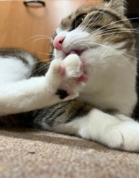 なんだか色っぽいおいちちゃん＝おすよさん（@osuyolupin3）提供