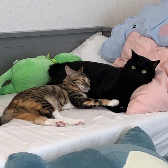 ミー吉に甘えるおとちゃん（ニイノちゃん提供）