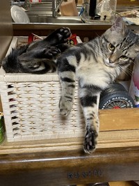 自由奔放なくるりくん