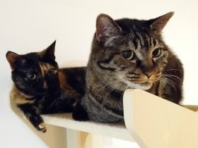 8歳の愛猫がノリノリ期に突入？　赤ちゃん登場で猫関係に変化
