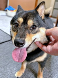 ほっぺムニムニ大好き！ 笑顔になるこまちちゃん（画像提供：黒柴 こまちさん）