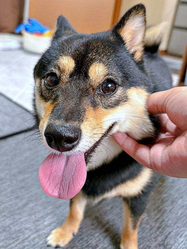 ほっぺムニムニ大好き！ 笑顔になるこまちちゃん（画像提供：黒柴 こまちさん）