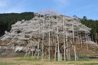 根尾谷淡墨ザクラ（岐阜県）（提供画像）