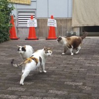 ノラ猫の不妊手術は“不幸な命”を増やさないことに通じる