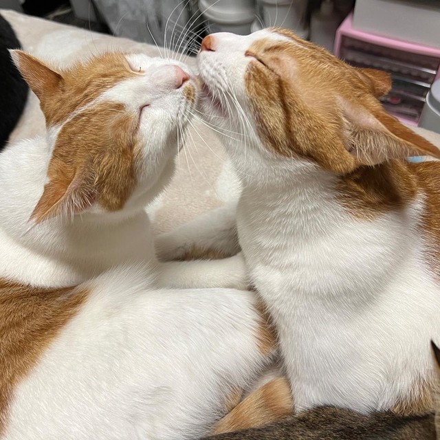 グルーミングし合う兄妹（右がパインくん、左がかりんちゃん）