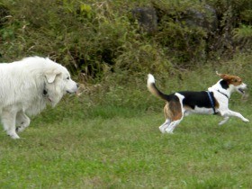 犬にかまれて怪我　２千万円超の損害賠償！