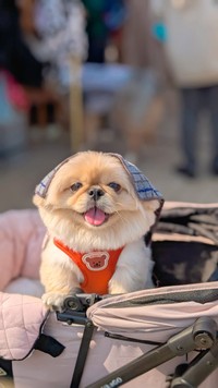 カートの中からニッコニコのどんちゃん（提供：ペキのどんきち🌷さん）