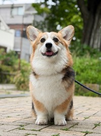 笑顔が愛らしいギズモちゃん（画像提供：elmoelmodogさん）