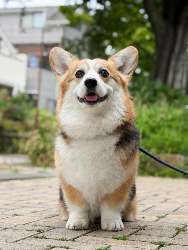 笑顔が愛らしいギズモちゃん（画像提供：elmoelmodogさん）