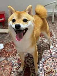 にっこり笑顔がとびきりキュートなタマちゃん（画像提供：豆柴タマさん）