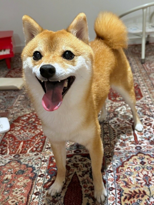 にっこり笑顔がとびきりキュートなタマちゃん（画像提供：豆柴タマさん）