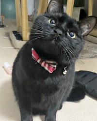 まん丸なお顔がキュートなきんちゃん（画像提供：ふくまる＋ぶな＝さん）