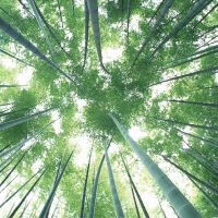 光に向かって竹は伸びる