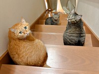 階段に大集合！ 3きょうだいの仲良しショット（画像提供：すずつむふうさん）