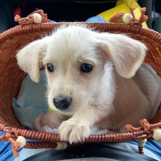 家にきたころの「久遠（くおん）」