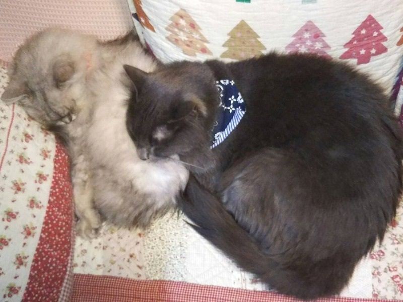 時には大きなウイスキーがクランに寄り添って…