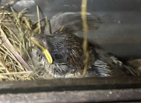 成長著しいヒナ。親鳥を待って「じー」っと／Yoshihito OHMURAさん（@lichemon5）提供