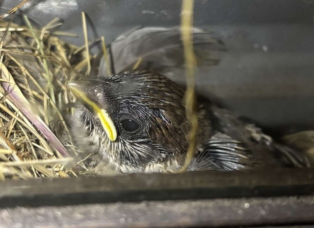 成長著しいヒナ。親鳥を待って「じー」っと／Yoshihito OHMURAさん（@lichemon5）提供