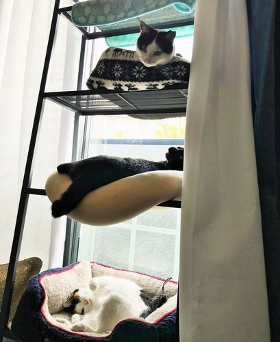 3匹勢ぞろいで、ひなたぼっこ（聡美さん提供）