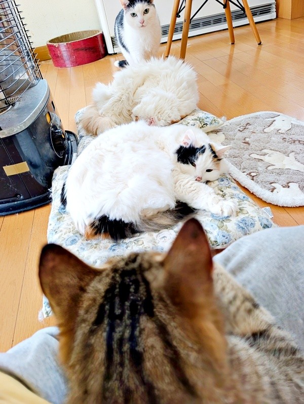 飼い主さんのあぐらの中におさまって先住猫の様子をうかがうキィちゃん（画像提供：アヴェマナヴさん）