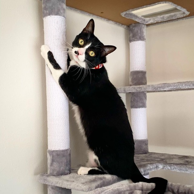 爪研ぎだって立ってできるにゃ