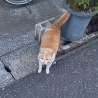 野良猫時代、そばに寄って来てくれていたカランちゃん（画像提供：かもぴさん）