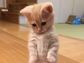 インスタで大人気！　かわいさ全開、短足な猫のマンチカン家族