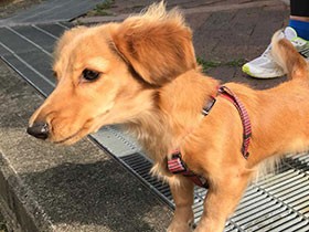 ビビりで怖がりで甘えん坊　ミニチュアダックスの「シェリ」