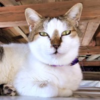 女王の風格が漂うみぃ～みぃ～ちゃん（画像提供：みぃ～みぃ～ちゃんとジャミラズさん）