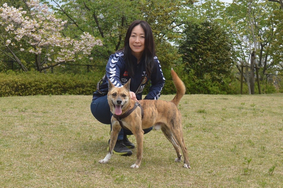 係留用ワイヤーを引きずり放浪していた琉球犬の血を引くフィガロ君 元レスリング世界女王の家族になる｜まいどなニュース