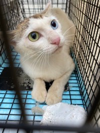 保護団体によって保護された時のりっちゃん。痩せ具合から外暮らしの過酷さが窺い知れる（画像は保護団体さんが撮影したもの／提供：コンドリア水戸さん）