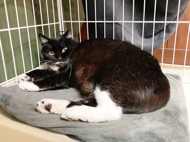 保護時、推定4歳だったママちゃん（画像提供：うにねこさん）