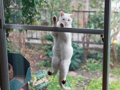 「ご飯まだ？」　網戸に張り付くネコの写真集