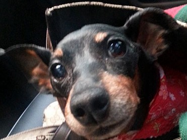 ピンが会いに来た！ 全身を思い浮かべられない私のために