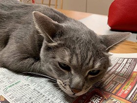 ドアをみんな開けちゃうよ　毛並みつやつやミックス猫「グミ」　