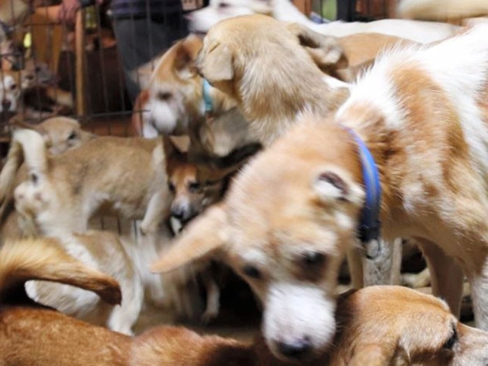 多頭飼育崩壊が起きている部屋の様子。やせ細った犬がひしめき合っている（どうぶつ基金提供）