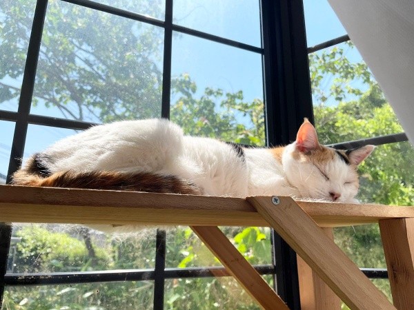 14歳ころのみゅうちゃん。窓辺でひなたぼっこ中（画像提供：こまちさん）