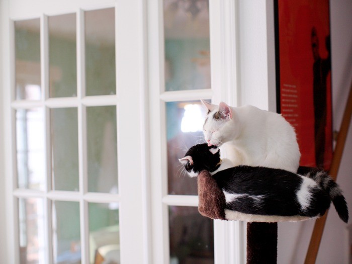 ジャスミンを毛づくろいするポール。ほんと誰にでも優しいんだなぁ。