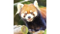 レッサーパンダ「きなこ」　提供：池田動物園