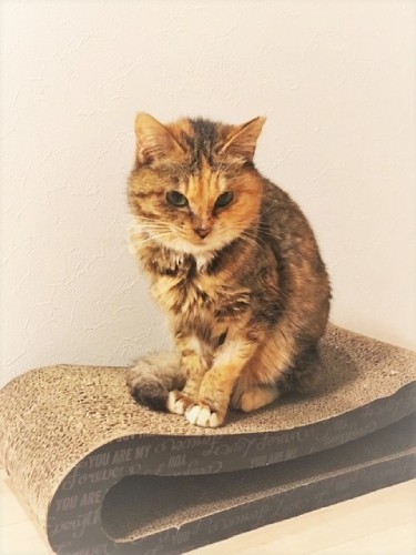 クッキーは推定3歳にして、子猫のように小さかった（良子さん提供）