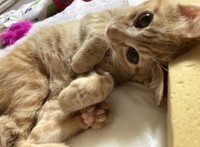 猫では前例のない病気と診断され病名はないが、難病「骨形成不全症」と症状が似ているという（提供写真）