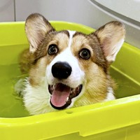 お水に入ってにっこり笑顔のボスくん（画像提供：一番星ぶん太 B.B.B Corgisさん）