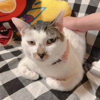 お尻ポンポンが大好きな百ちゃん（画像提供：*ig*さん）