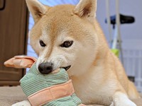 新しいおもちゃに奮闘！ 「犬相」が激しくなった福助くん（画像提供：いぬのふくすけ（ハンサム）さん）
