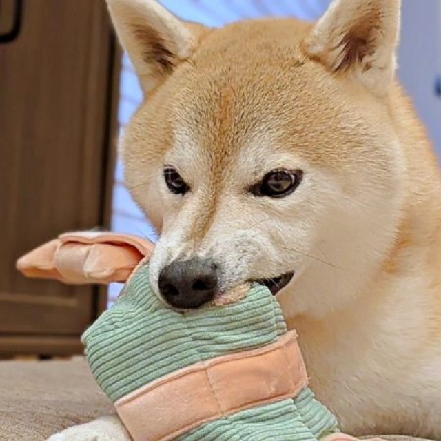 新しいおもちゃに奮闘！ 「犬相」が激しくなった福助くん（画像提供：いぬのふくすけ（ハンサム）さん）