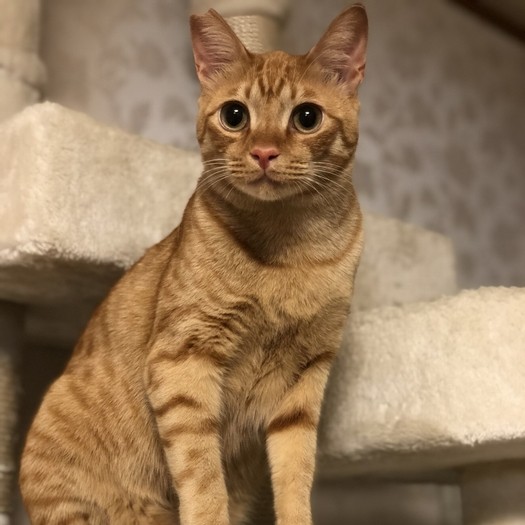 かわいらしく成長したサスケくん